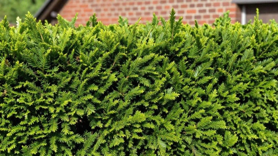 Którą odmianę żywotnika szybko rosnącego wybrać: Brabant czy Smaragd?