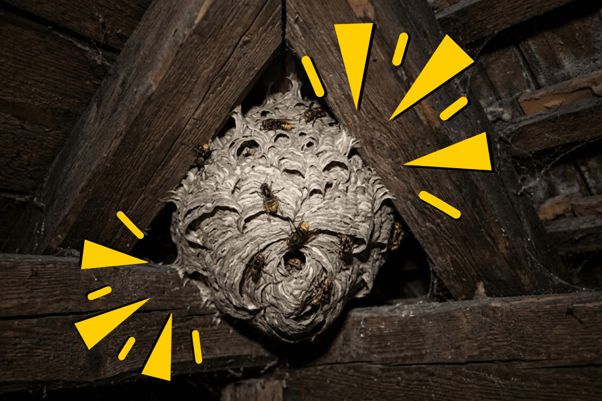 gniazdo os szerszeni na poddaszu zwalczanie os insektstop.pl