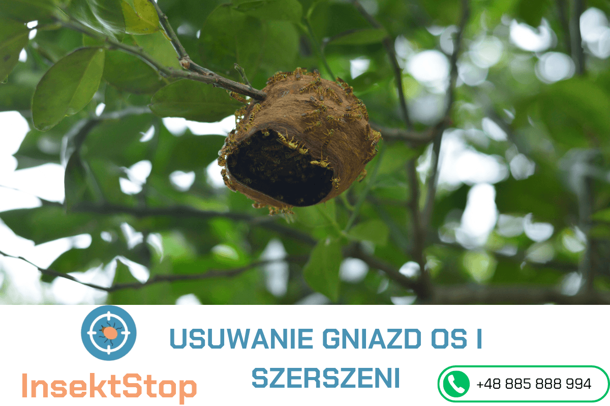 usuwanie gniazd os i szerszeni insektstop